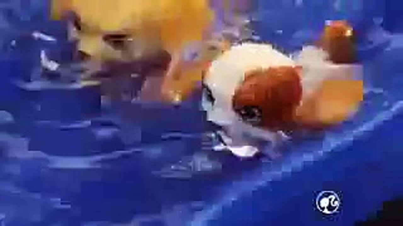 BARBIE Y PERRITOS NADADORES