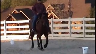 Roping Horse Takes On Cowboy Dressage