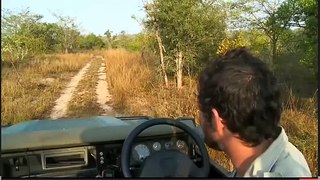 May 11 WildEarth Safari AM drive: Leopard tortoise