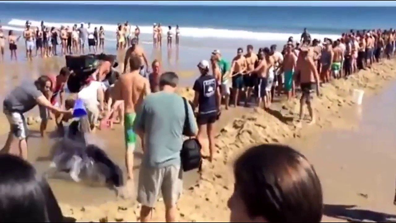 Sauvetage d'un requin blanc dans le Massachusetts