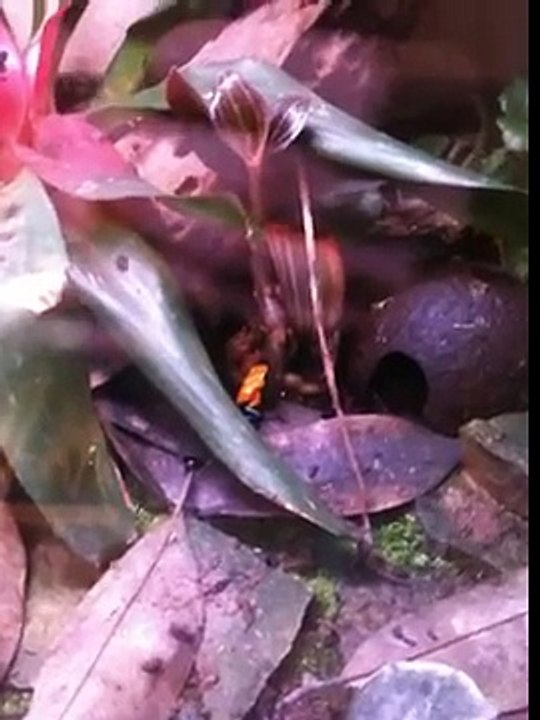 My frog room