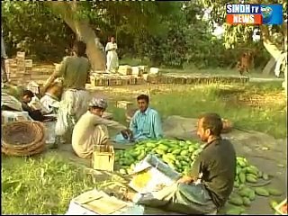 Sindhtv News Ducomentary of Mango  Part 01