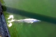 Female Gray Whale In The Klamath River
