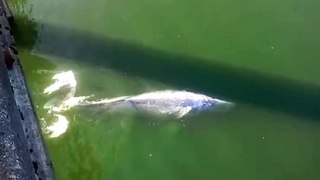 Female Gray Whale In The Klamath River