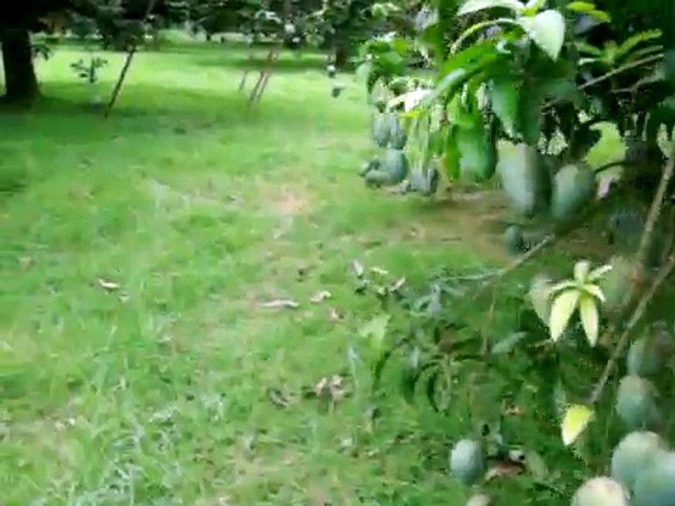 Mango land