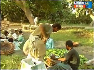Sindhtv News Ducomentary of Mango  Part 02