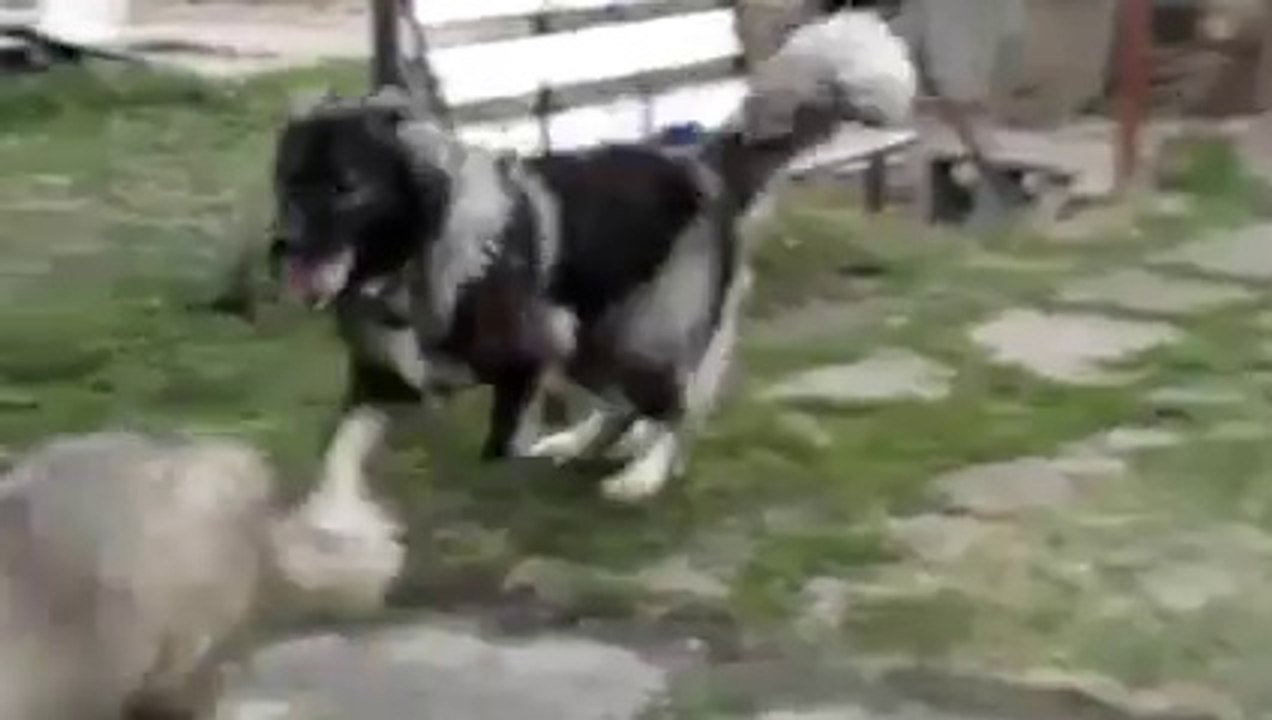 Dev Kafkas Çoban Köpeği ve Yavrusu
