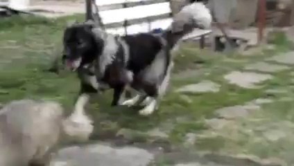 Dev Kafkas Çoban Köpeği ve Yavrusu