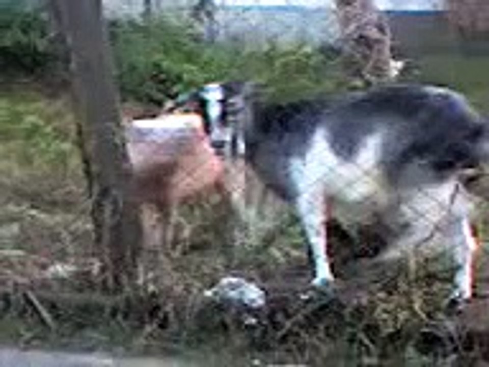Pig making out with a Sheep :)