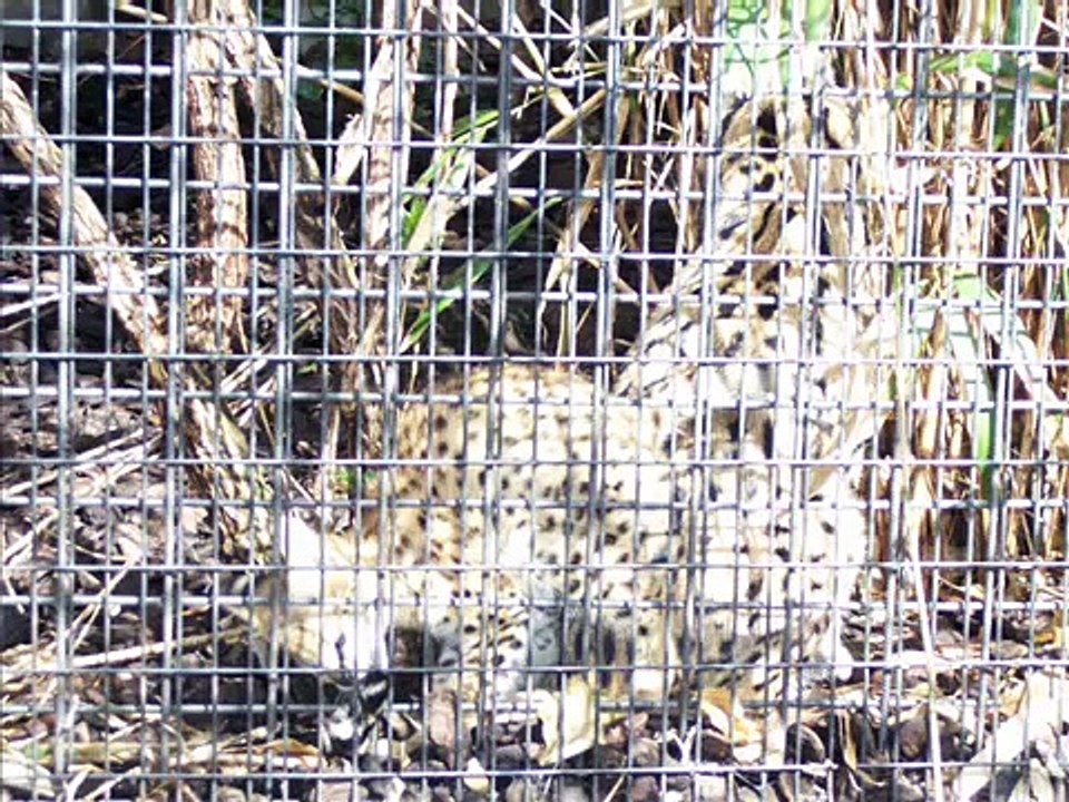 Artis Zoo Amsterdam