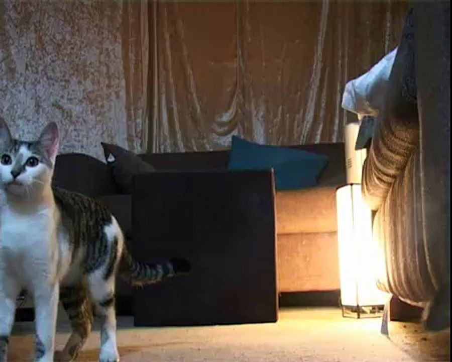 Feral kitten and cat play fetch