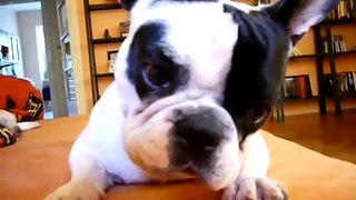 Max - funky French bulldog - part 2