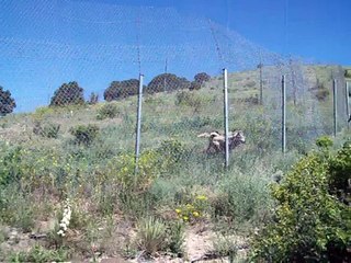 Feeding Time at Mission Wolf