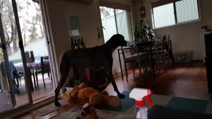 Great Dane knows exactly what to do for bath time