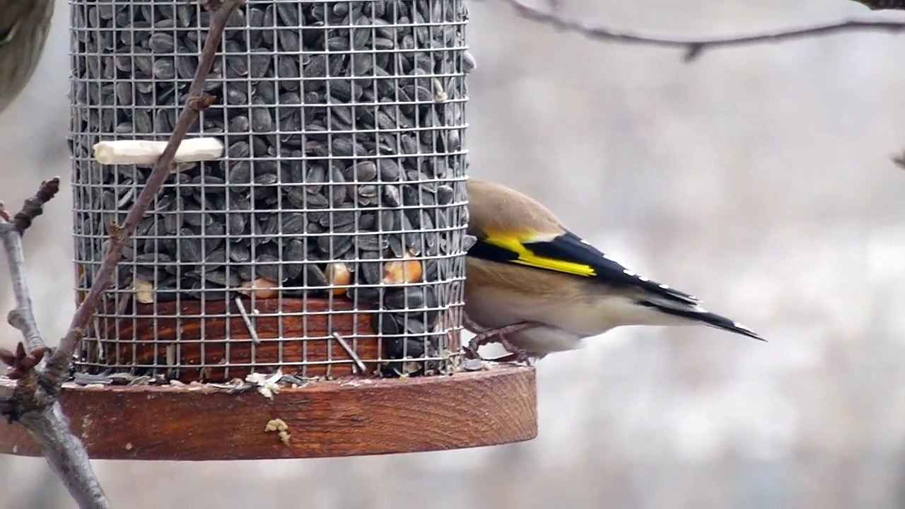 Tengelice és zöldike az etetőn I. Gold finch and green finch at the bird-feeder. I.