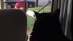 Cat Sees New Family Dog for the First Time- Freaks OUT