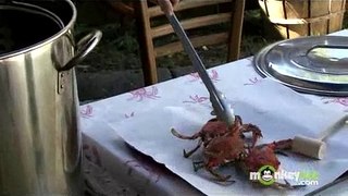 How to Cook and Eat Crabs