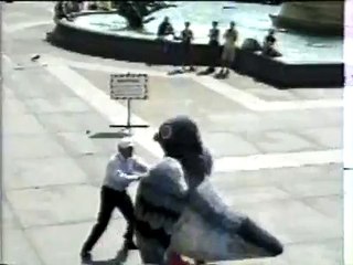 Trigger Happy TV - Aggresive Pigeon!