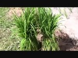 Planting rice in Isaan Thailand   HD
