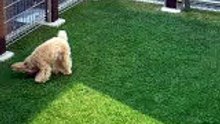 トイプードル　おもしろ動画　芝生編