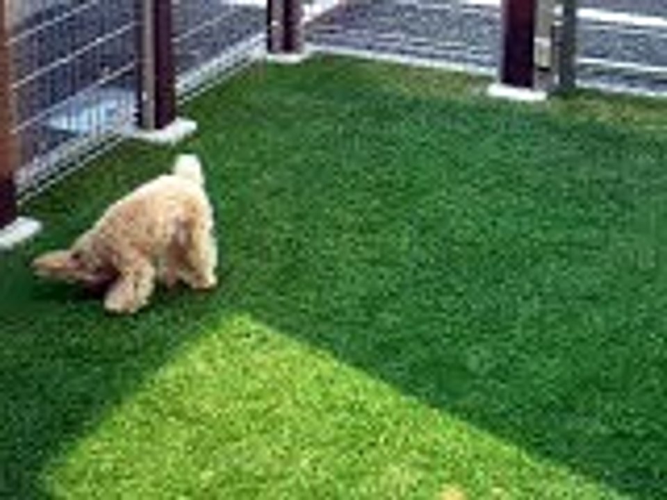 トイプードル　おもしろ動画　芝生編