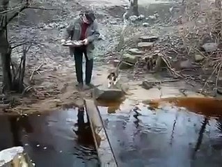 Cat walking on water      Funny animal videos