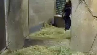 Funny videos animal - Monster Lion