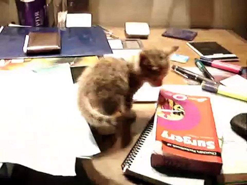 Zoie the Cat