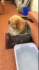 Really happy golden retriever taking a bath