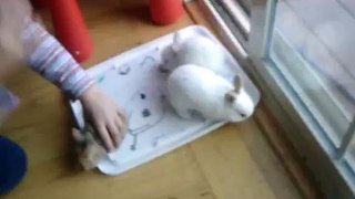 Bunnies Hopping Around