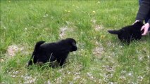 une vie de chiots à la Castelouve