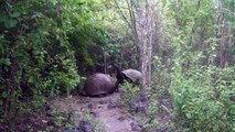 Galapagos Islands Tortoises Face Off on a Narrow Path