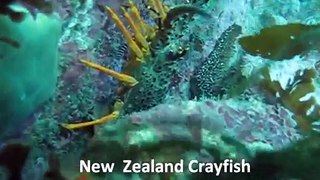 NZ Marine Fish and Underwater Scenery.wmv