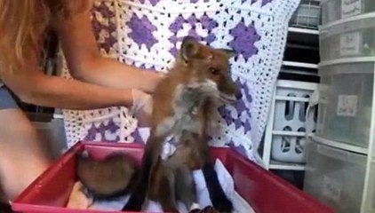 Il était sur le point d'enterrer ce renard, mais ce qui se produit après est fabuleux