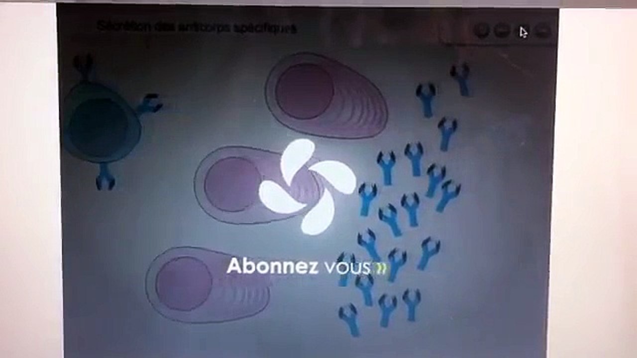 Le mode d'action des lymphocytes B