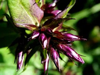 A Little Walk : My Garden - Flowers # 104