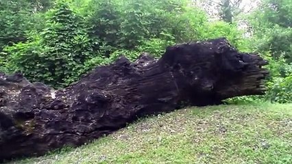 Parco della preistoria...Rivolta d'Adda 30-4-12