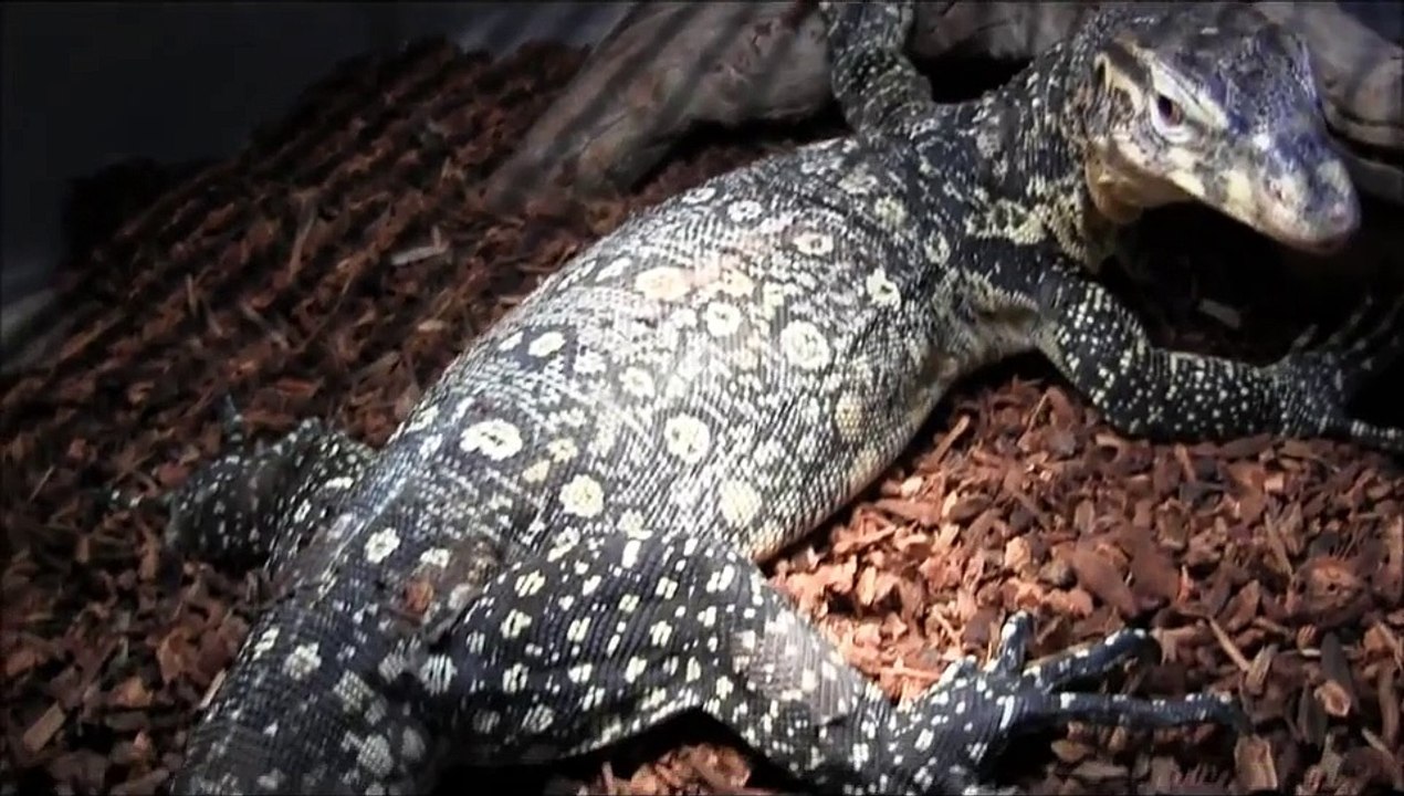 Small Salvator Water Monitor