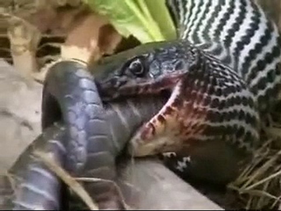 YILAN YİYEN YILAN YILAN YILANI YİYOR