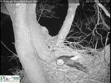 Flying squirrel puts mom on alert a Hays eagle nest