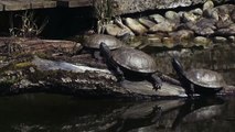 Erholung und Entspannung mit den Europäische Sumpfschildkröten Emys orbicularis beim Sonnenbad