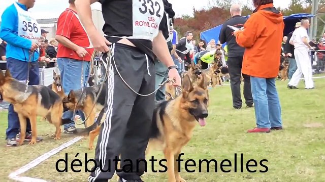 CHAMPIONNAT BERGERS ALLEMANDS S C B A GRANDE SYNTHE 2013