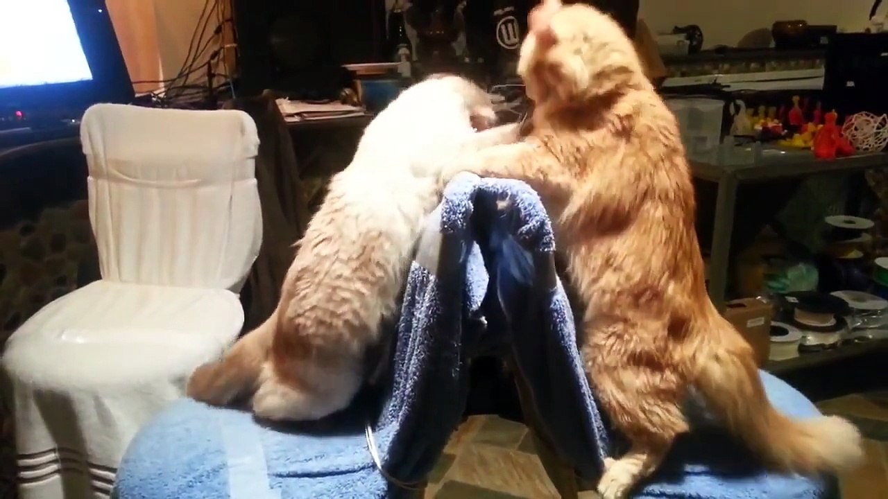 Epic Funny Cats / Cute Cats Compilation - 60 minutes!! [HD][HQ]