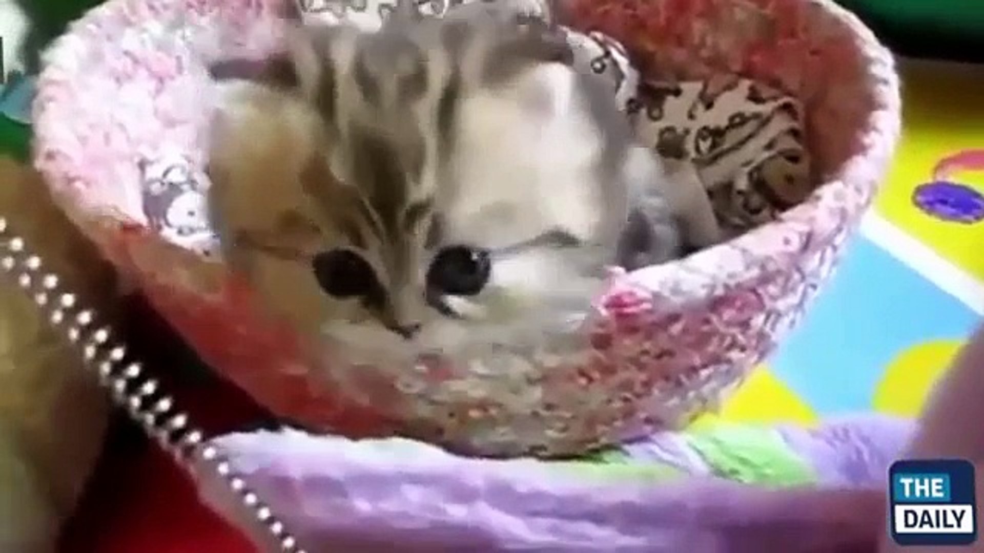 ⁣Funny Videos   Funny Cats   Funny Pranks   Funny Animals Videos   Funny Baby 2015