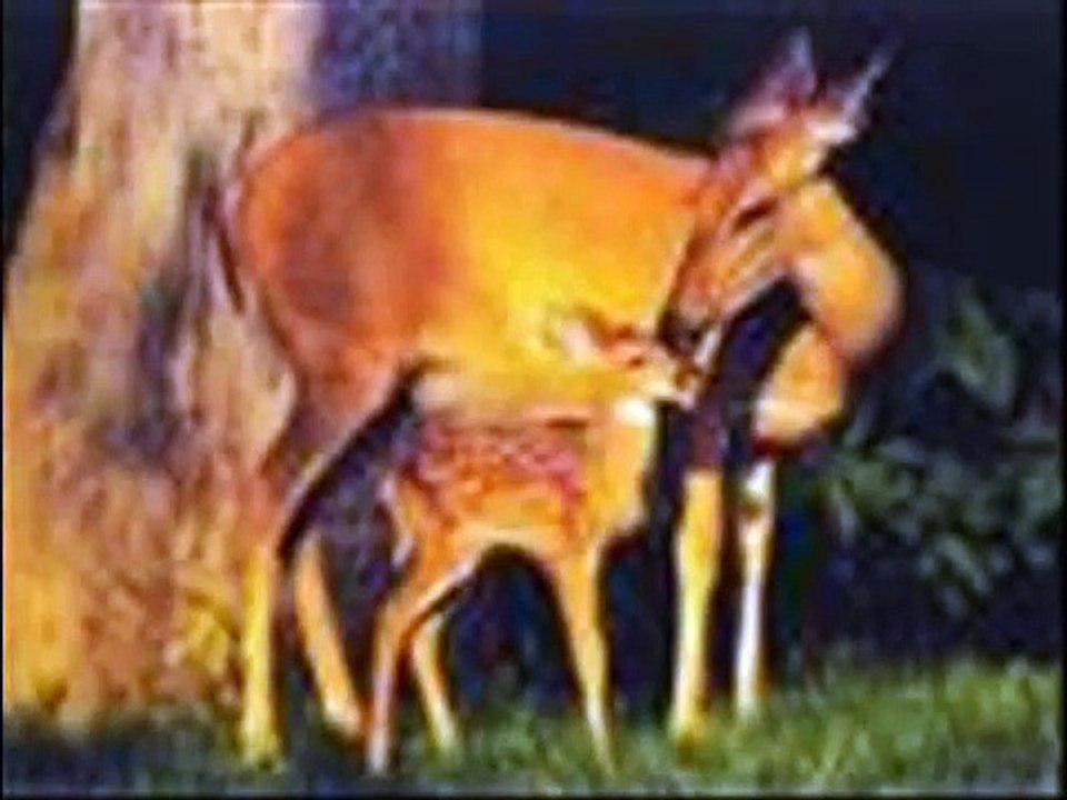 Une chanson douce - Henri Salvador