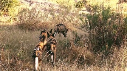 African Wild Dogs
