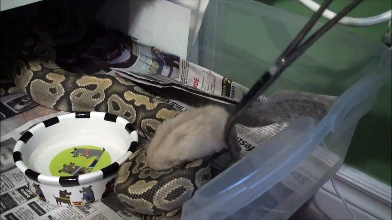 |Feeding Ball Python Collection July 2014|