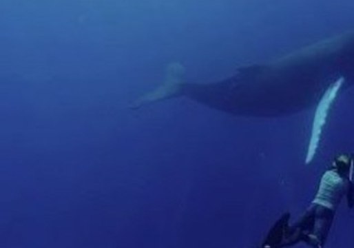 Humpback Whale Plays With a Camera Crew