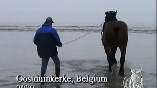 Les pêcheurs de crevettes au cheval de trait (Oostduinkerke)