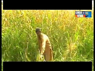 Sindhtv News Documentary Gajj dem by tasveer part 01